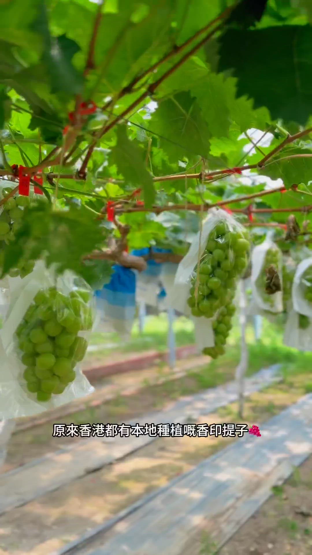 🍇香港都摘到香印提子｜粉嶺本地農場