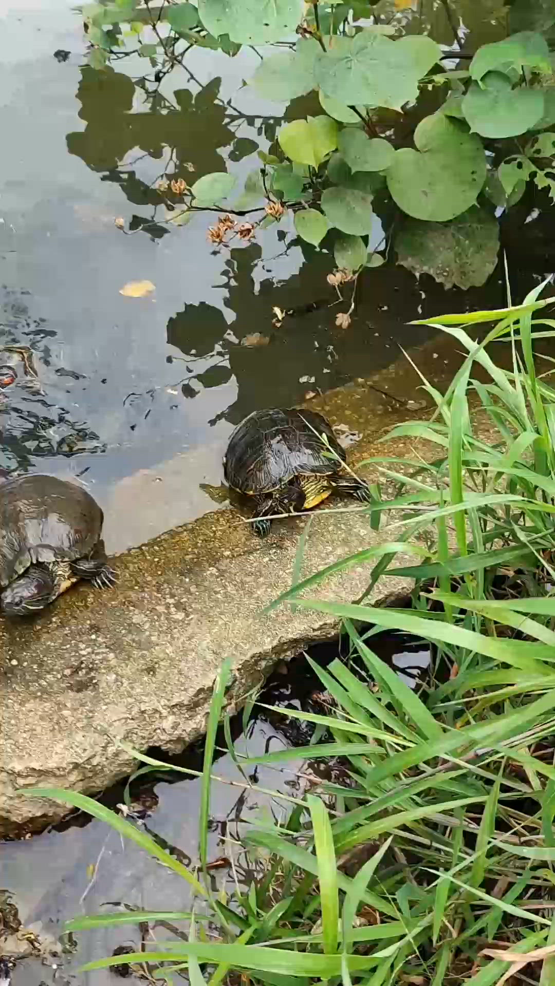 南丫島靚景 plus 海龜！🐢🌊