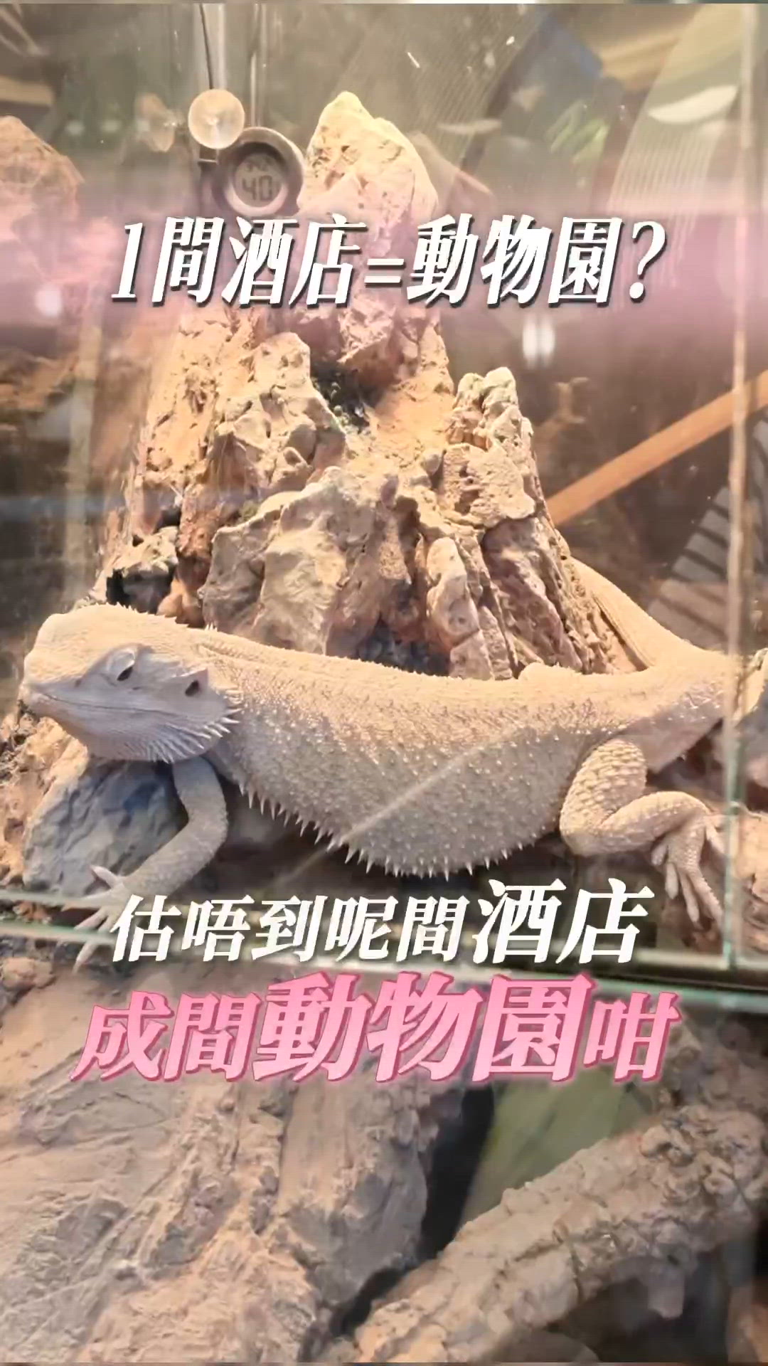 酒店變動物園？鸚鵡貓貓陪你瞓！🦜🐈