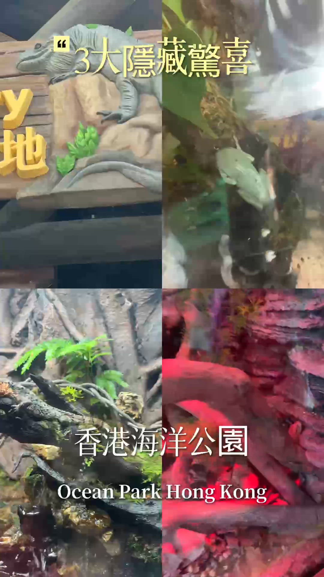 海洋公園爬蟲探險🦎